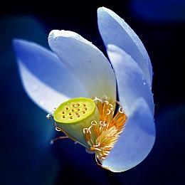 国产像素风独立游戏《多洛可小镇》Steam页面公开